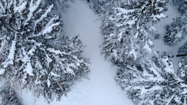 4K Winter season cinematic bird view drone shot in a frozen pine forest. Camera rising quickly above the trees for a stunning effect
