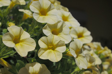 Calibrachoa	