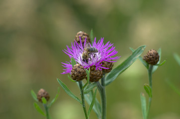 Bee on the violet flower, macro, blurred green yellow background