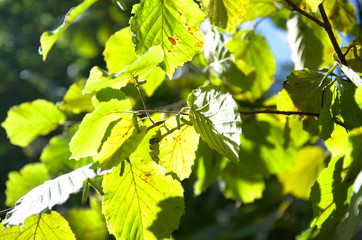 Hazel leaves in backlight sunlight, macro photo hazel yellow green leafs with sun rays