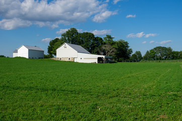 Obraz premium Green Field of Alfalfa