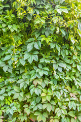 Creeper ivy plant Wild grape as background. Covered with vine green leaves