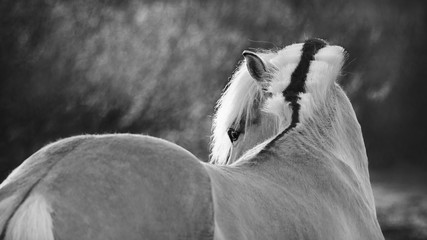 A free beautiful horse look back on the field in the sunset. Black and white portrait of Norwegian fjord pony close up. © Svetlana