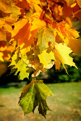 Autumnal maple leaves in blurred background, sunlight