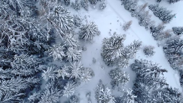 4K Winter season bird view cinematic aerial shot - frozen pine forest. Drone flying over a forest covered with snow
