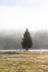 The plateau of Cansiglio