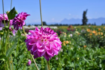 A closeup of dark pink Dahlia in the field.    Chilliwack BC Canada