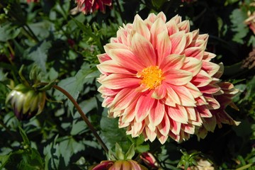 A closeup of orange Dahlia in the field.   Chilliwack BC Canada