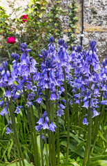 Fototapeta premium Bluebells, Hyacinthoides non-scripta