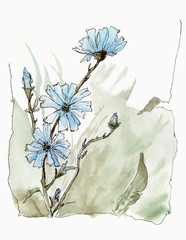 Watercolor illustration of a blue flowes like bluet with leaves in a field background. Made in line and wash style