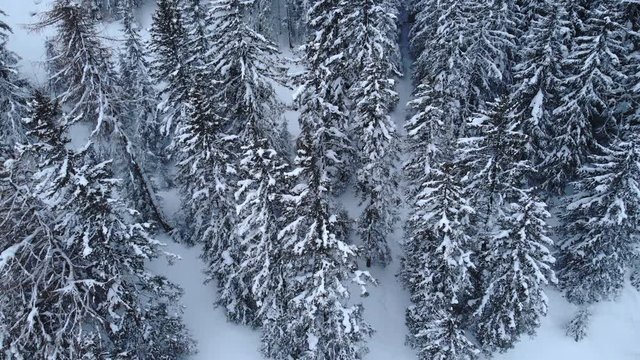 4K Cinematic frozen forest aerial shot - camera rising and tilting down. Winter wonderland - pine trees covered with snow