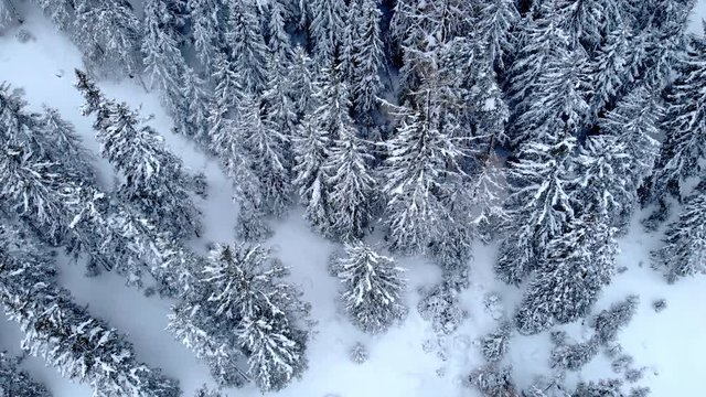 4K Winter season snowy mountain forest birdview aerial shot. Frozen forest in Winter wonderland