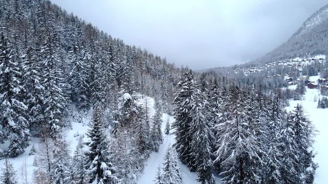 4K Winter aerial shot in the Swiss alps - Camera flying over a pine forest. Cinematic low contrast shot