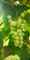 Close-up of a bunch of green grapes in vineyard, through the leaves of which a ray of sun shines. European wineries © Nina