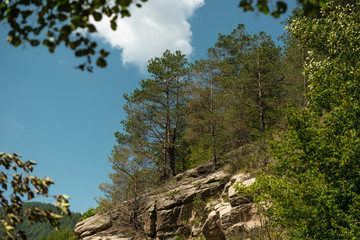 A view of pine trees on rocky hill 