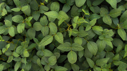 Green leaves texture background. Natural background and wallpaper