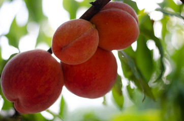 Peaches. Lots of ripe red peaches on the tree in summer.