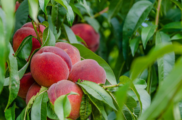 Peaches. Lots of ripe red peaches on the tree in summer.