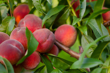 Peaches. Lots of ripe red peaches on the tree in summer.