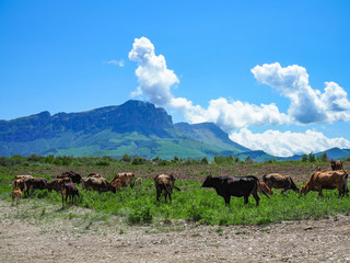 Fototapeta premium Herd of cows herding on a green meadow in ecological nature area in the mountains. mountain range against clear blue sky.