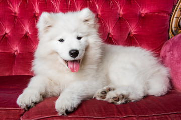 Samoyed dog puppy on the red luxury couch