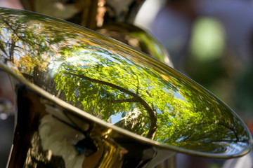 Green tree in tuba