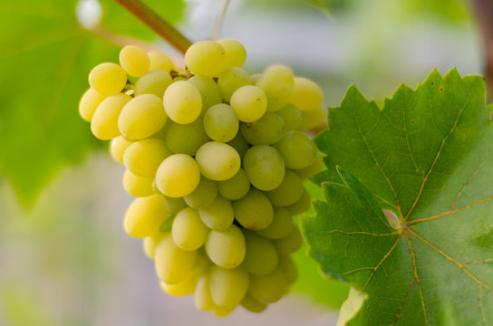 Grape.Bunch of ripe white grapes on a branch.