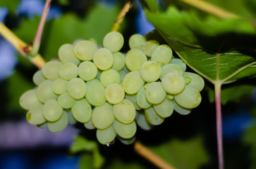 Grape.Bunch of ripe white grapes on a branch.