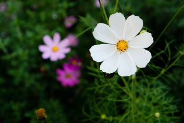 Pretty white cosmos flower blooming in the autumn garden, close up. Copy space