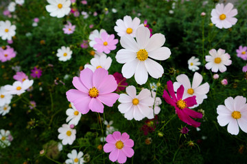 Lovely pink and white cosmos flowers blooming in the garden. Floral background