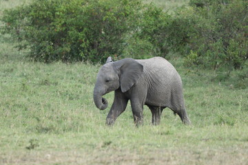 Naklejka na ściany i meble Baby elephant, Masai Mara National Park, Kenya.