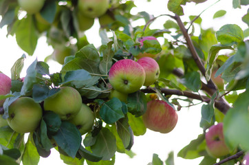 Apples red. Many apples on the tree.