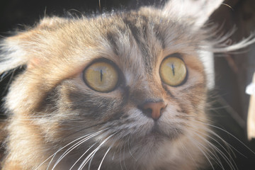 Cute cat close up background for your needs