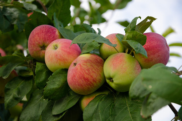 Apples red. Many apples on the tree.