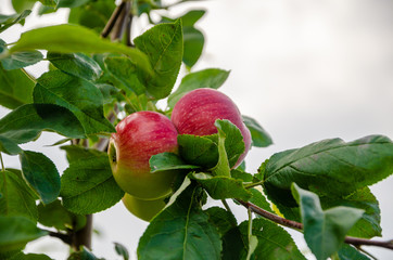 Apples red. Many apples on the tree.