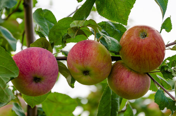 Apples red. Many apples on the tree.