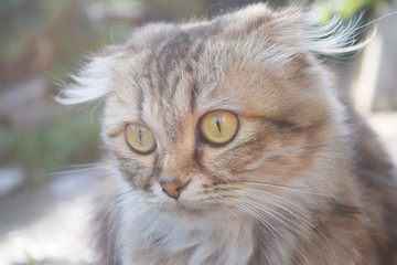 Cute cat close up background for your needs