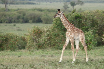 Baby giraffe, Masai Mara National Park, Kenya.