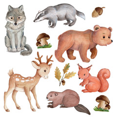Set collection of cartoon watercolor animals, hand drawn, isolated.