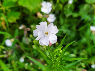 flower in the garden