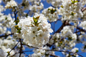 Branch of a blossoming cherry tree with beautiful white flowers against blue sky