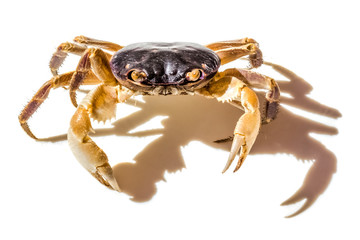 crab isolated on white background