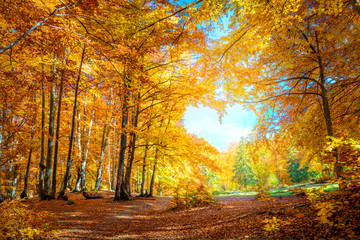 Heart of Autumn - yellow orange trees in forest with heart shape