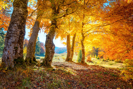 Golden Autumn forest  landscape with big vibrant trees
