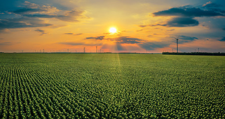 Panoramic view of a summer sunset over sunflowers and wind turbines