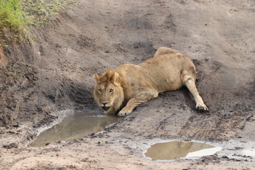 Naklejka na ściany i meble Injured lion drinking water, Masai Mara National Park, Kenya.