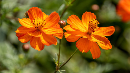 Blumen orange