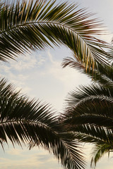 Fototapeta na wymiar Palm trees in the evening
