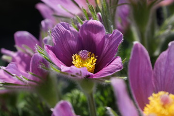 Purple pulsatilla 