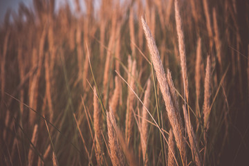Obraz premium Schilf auf einer Stranddüne